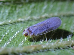 Akotropis
