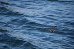 Synthliboramphus scrippsi