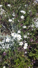Cerastium biebersteinii