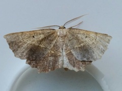 Metarranthis indeclinata