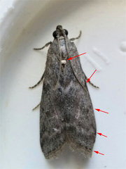 Oreana unicolorella