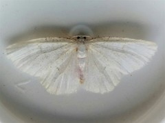 Protitame virginalis