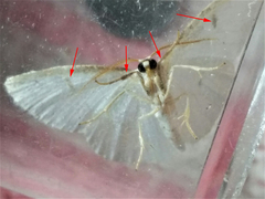 Protitame virginalis