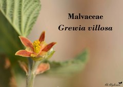 Grewia villosa