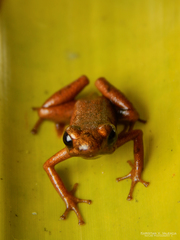 Andinobates cassidyhornae
