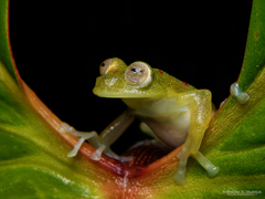 Nymphargus grandisonae