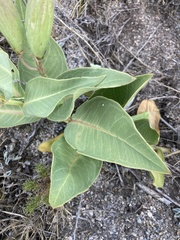 Asclepias × aequicornu