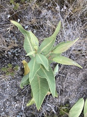 Asclepias × aequicornu
