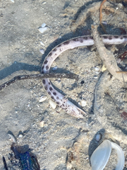 Echiophis intertinctus