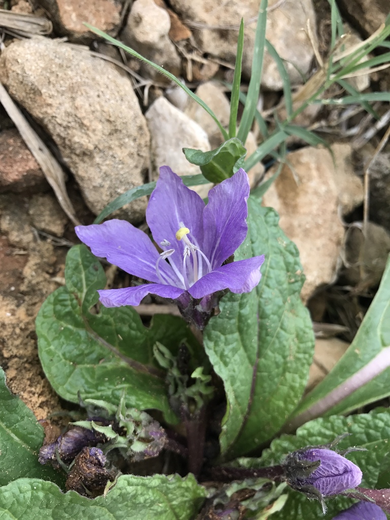 mandrakes