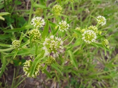 Acicarpha tribuloides