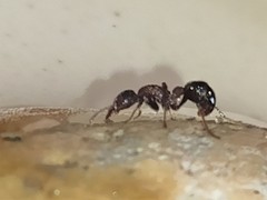 Stictoponera bicolor