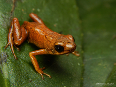 Andinobates cassidyhornae