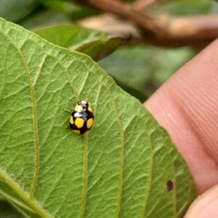 Brachiacantha bistripustulata