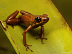 Andinobates cassidyhornae