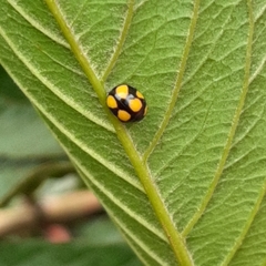 Brachiacantha bistripustulata