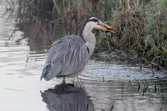 Ardea cinerea