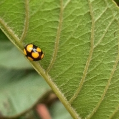 Brachiacantha bistripustulata