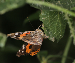 Vanessa indica indica