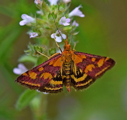 Common Crimson-and-gold Moth