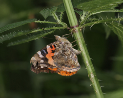 Vanessa indica indica