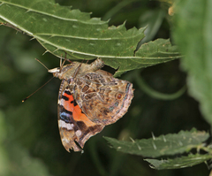 Vanessa indica indica