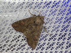 Antapamea conciliata