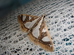Glyphodes pyloalis