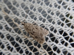 Eudonia microdontalis