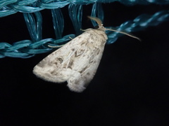 Spodoptera depravata