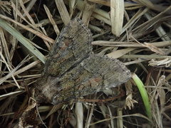 Antapamea conciliata