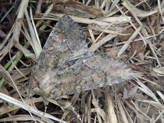 Antapamea conciliata