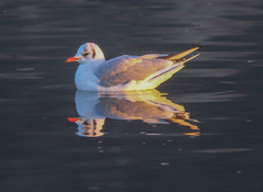Chroicocephalus ridibundus