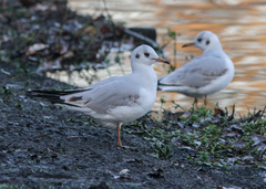 Chroicocephalus ridibundus