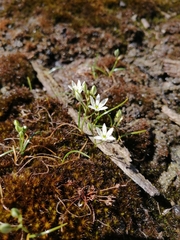 Ornithogalum schlechterianum