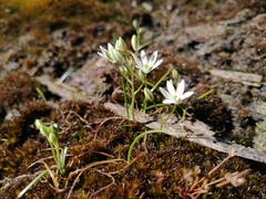 Ornithogalum schlechterianum