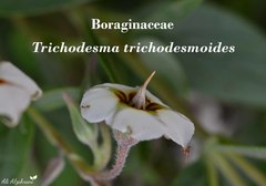 Trichodesma