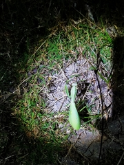 Hierodula jianfenglingensis