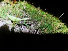 Hierodula jianfenglingensis