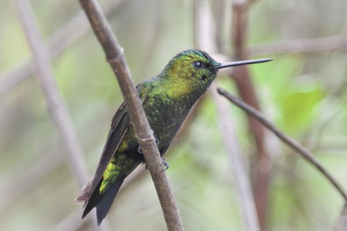 Black-thighed Puffleg (Eriocnemis derbyi), photo 1