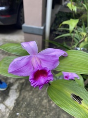 Sobralia decora