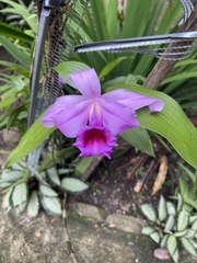 Sobralia decora