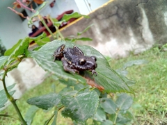 Eleutherodactylus nitidus