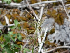 Boechera grahamii