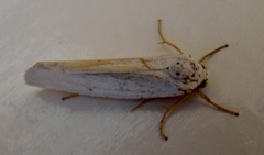 Ilemodes astriga