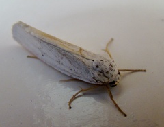 Ilemodes astriga