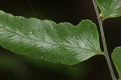 Aspleniaceae