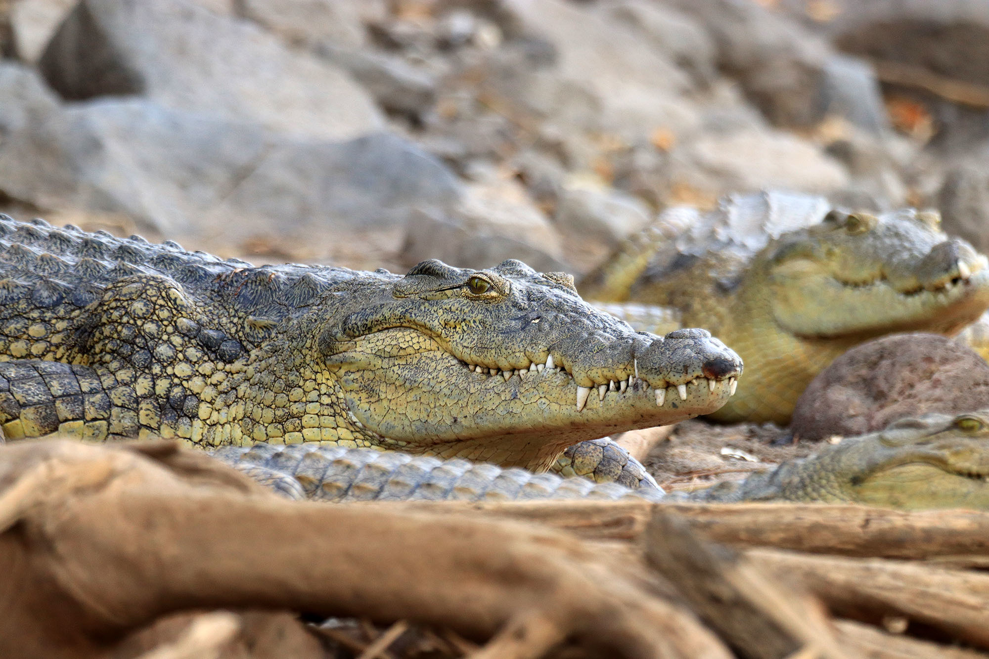 Cocodrilo del Nilo (Crocodylus niloticus) · NaturaLista Colombia