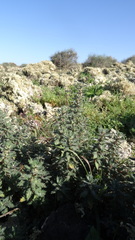 Forsskaolea angustifolia