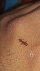 Solenopsis xyloni